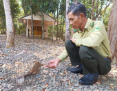 Đồng Phú: Thêm 1 cá thể culi được thả về rừng