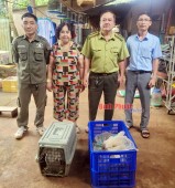 Hạt Kiểm lâm huyện Đồng Phú tiếp nhận 2 cá thể trăn đất quý, hiếm