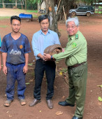Hạt kiểm lâm Đồng Phú tiếp nhận 1 cá thể tê tê quý hiếm