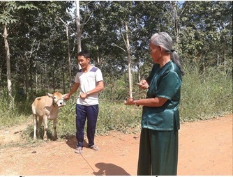 Đồng Phú: Hỗ trợ 48 con bò sinh sản cho các hộ Dân tộc thiểu số thụ hưởng Chương trình 33.