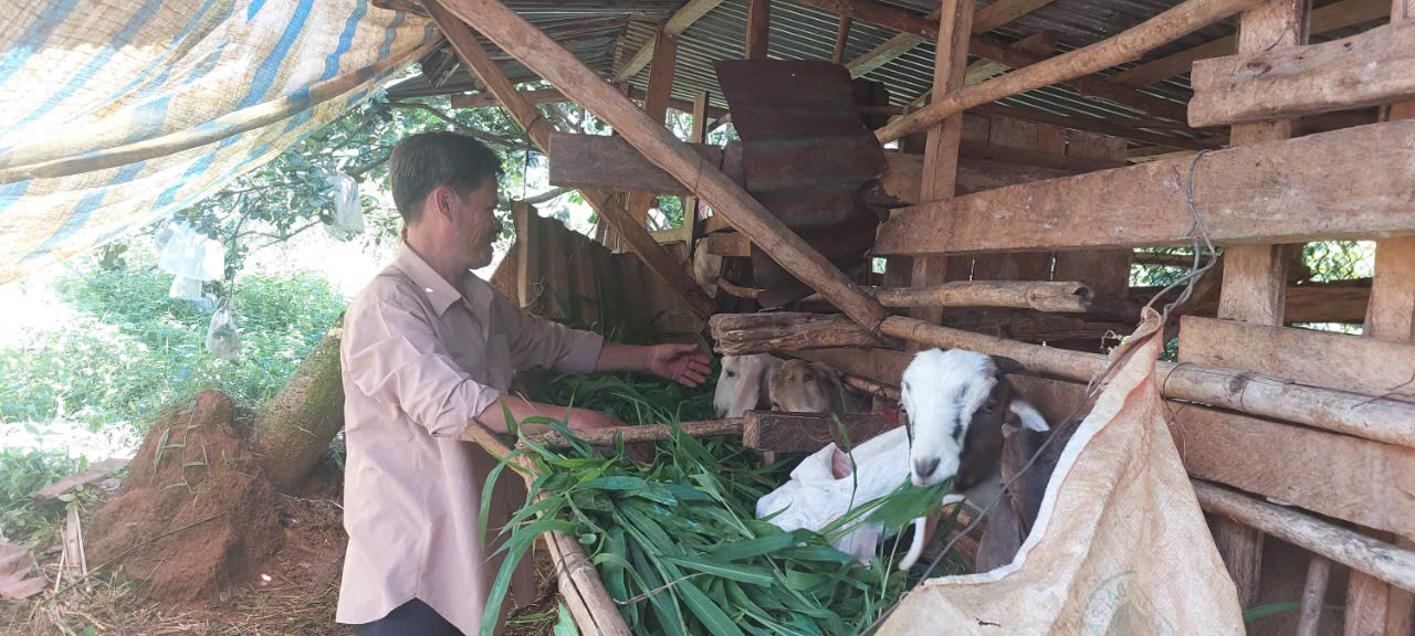 Mô hình chăn nuôi Dê sinh sản của gia đình ông Nguyễn Văn Thuận, xã Tân Hưng được hình thành từ nguồn vốn tín dụng ưu đãi